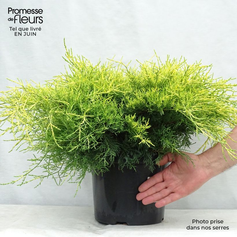 Spécimen de Genévrier - Juniperus x media Gold Coast Pot de 7,5L/10L tel que livré en été