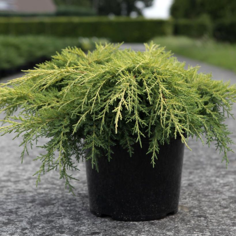 Genévrier - Juniperus x media Gold Star (Port)