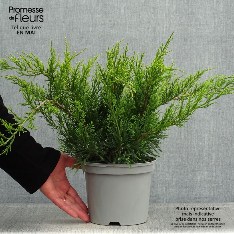 Spécimen de Genévrier - Juniperus x media Mint Julep en pot de 2L/3L tel que livré au printemps