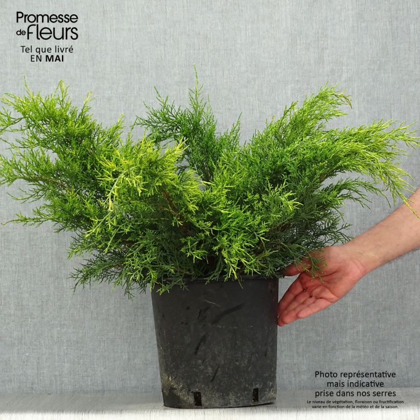 Spécimen de Genévrier - Juniperus x media Mint Julep en pot de 7,5L/10L tel que livré au printemps