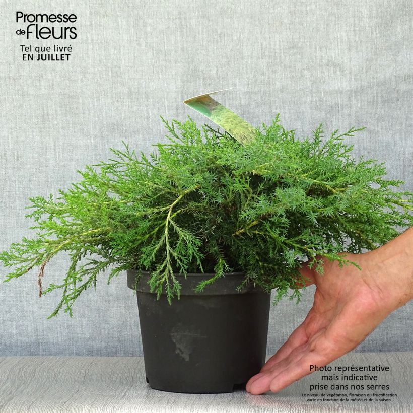 Spécimen de Genévrier - Juniperus x media Pfitzeriana Aurea Pot de 2L/3L tel que livré en été