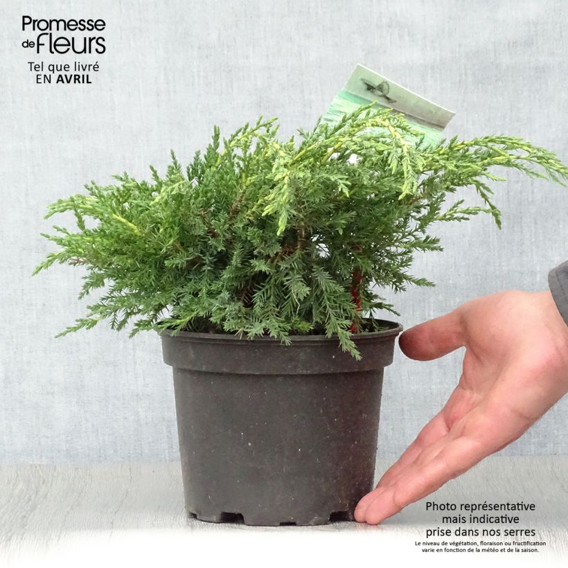 Spécimen de Genévrier - Juniperus x media Pfitzeriana Aurea en pot de 2L/3L tel que livré au printemps