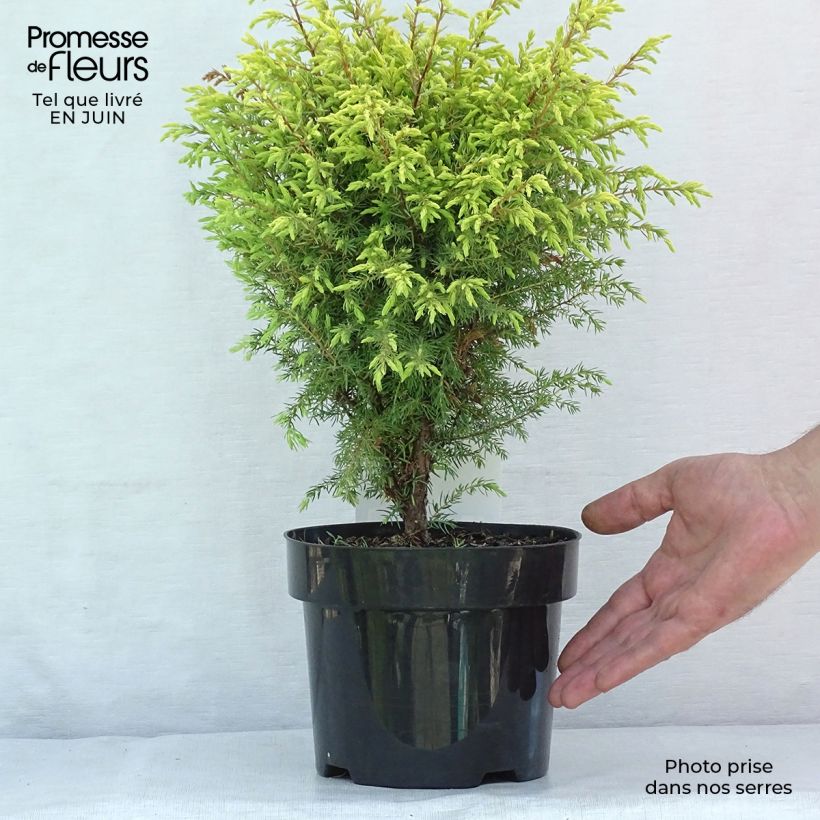 Spécimen de Genévrier commun - Juniperus communis Gold Cone                Pot de 2L/3L tel que livré en été