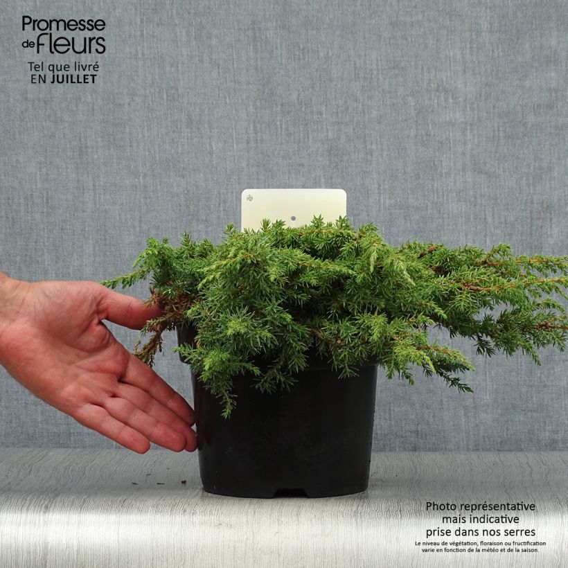Spécimen de Genévrier commun - Juniperus communis Green Carpet    Pot de 2L/3L tel que livré en été