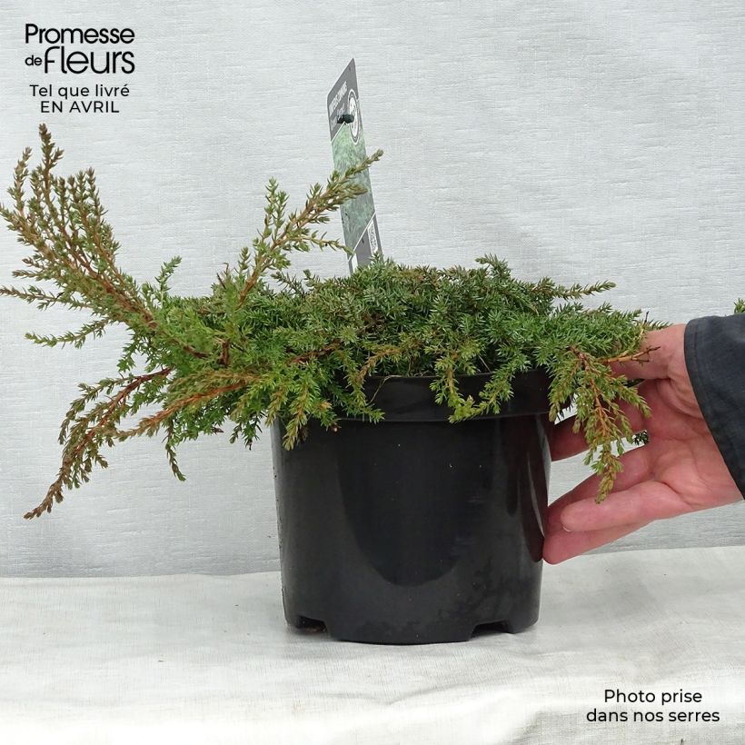 Spécimen de Genévrier commun - Juniperus communis Green Carpet    Pot de 2L/3LHauteur livrée env. 10/20cm tel que livré au printemps