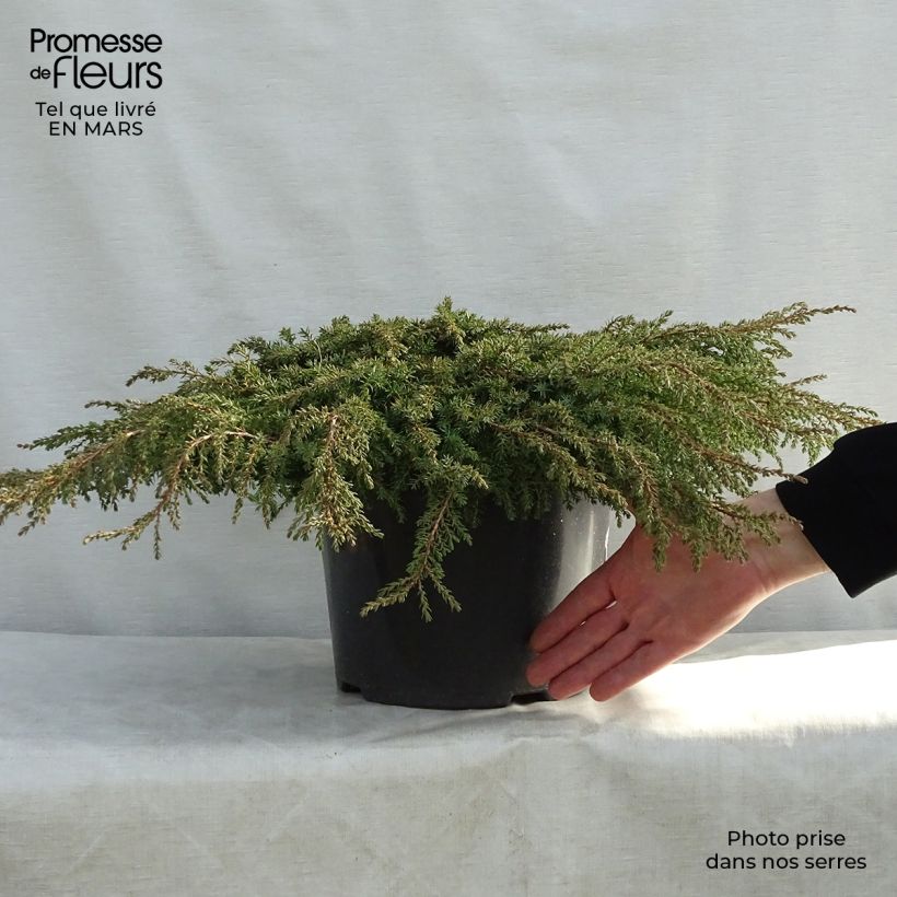Spécimen de Genévrier commun - Juniperus communis Green Carpet    Pot de 7,5L/10LHauteur livrée env. 10/20cm tel que livré au printemps