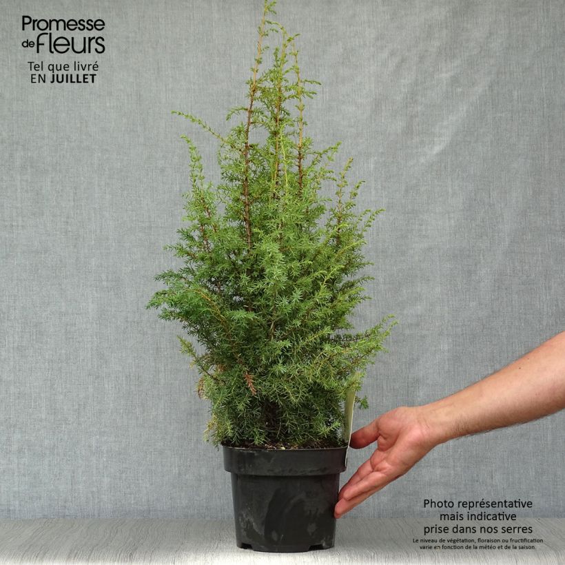 Spécimen de Genévrier commun - Juniperus communis Hibernica Pot de 2L/3L tel que livré en été