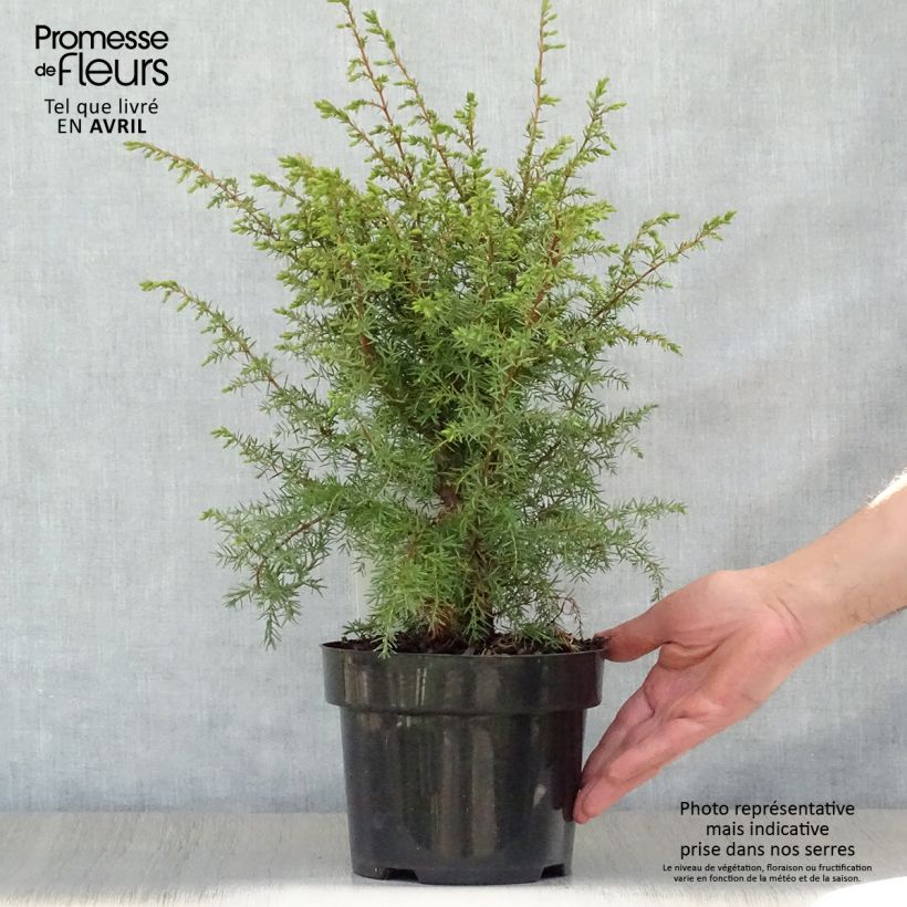 Spécimen de Genévrier commun - Juniperus communis Hibernica en pot de 2L/3L tel que livré au printemps