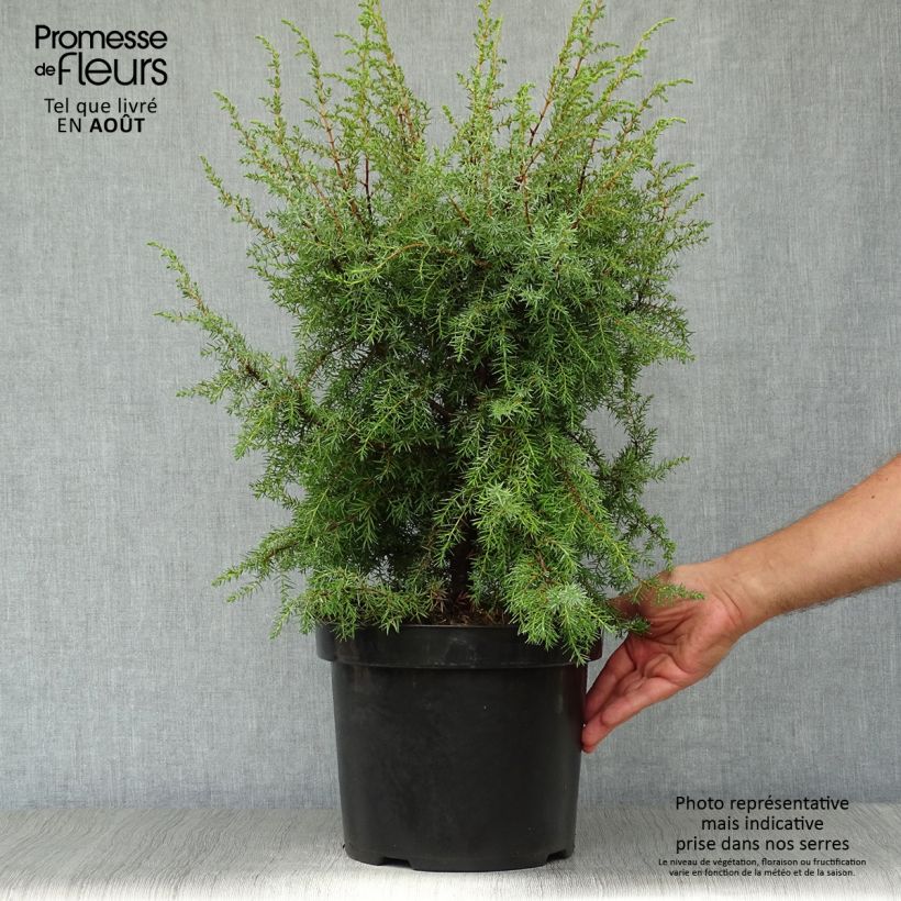 Spécimen de Genévrier commun - Juniperus communis Hibernica Pot de 7,5L/10L tel que livré en été