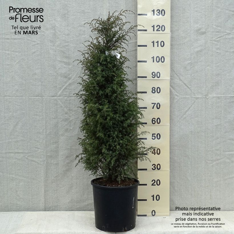 Spécimen de Genévrier commun - Juniperus communis Pyramidalis tel que livré au printemps