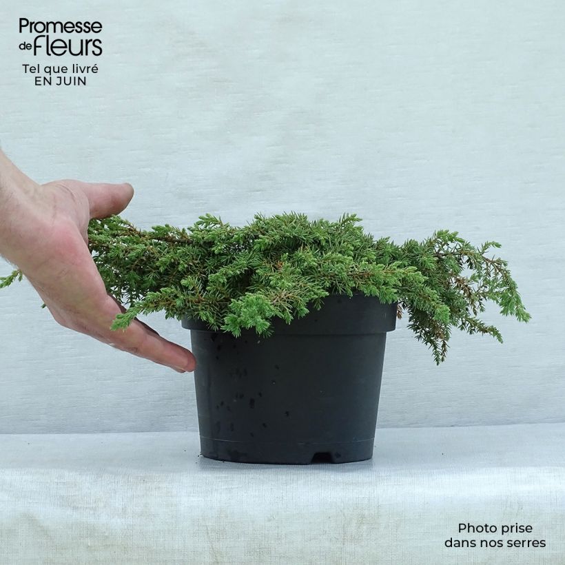 Spécimen de Genévrier commun - Juniperus communis Repanda Pot de 2L/3L tel que livré en été