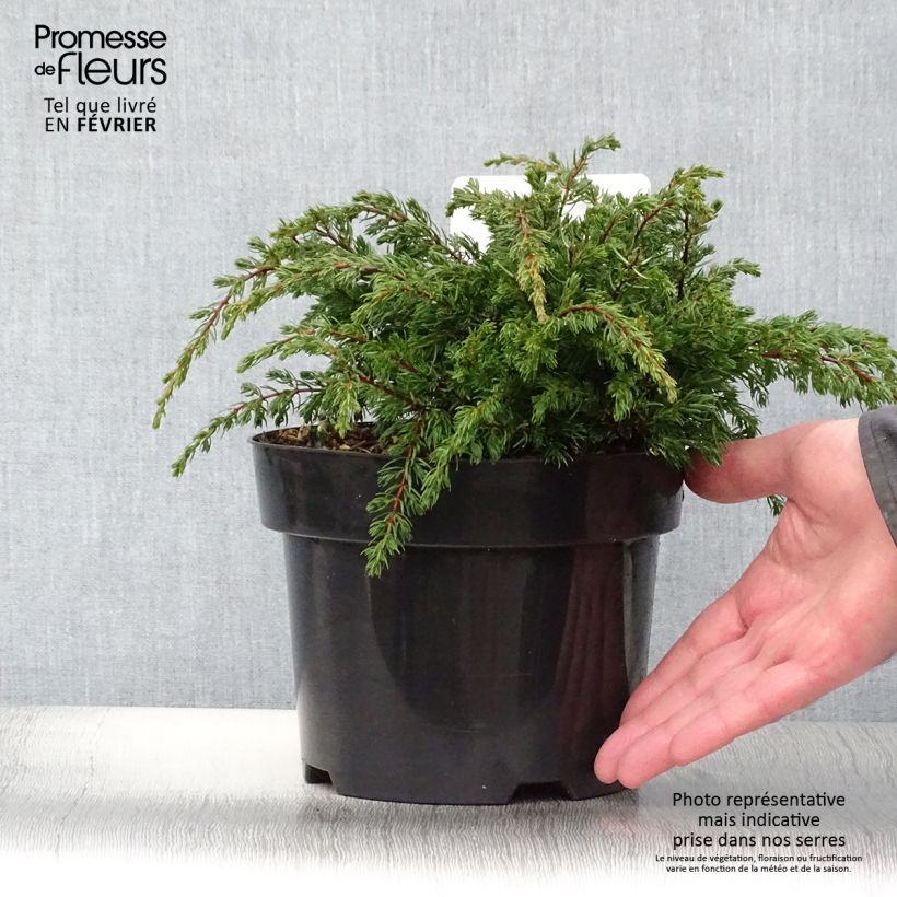Spécimen de Genévrier commun - Juniperus communis Repanda tel que livré en hiver