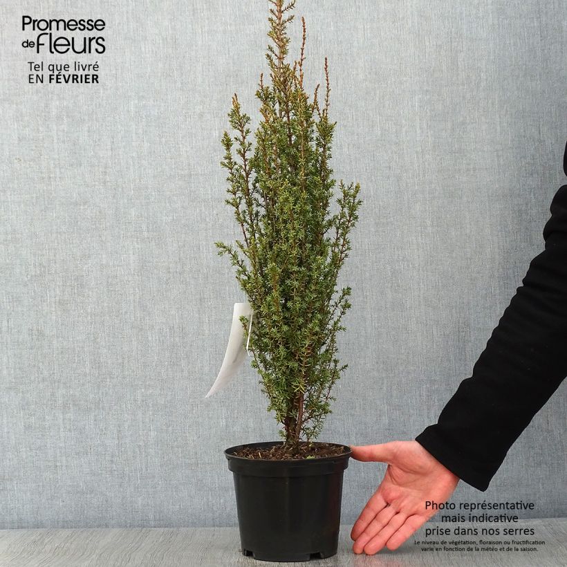 Spécimen de Genévrier commun - Juniperus communis Sentinel tel que livré en hiver