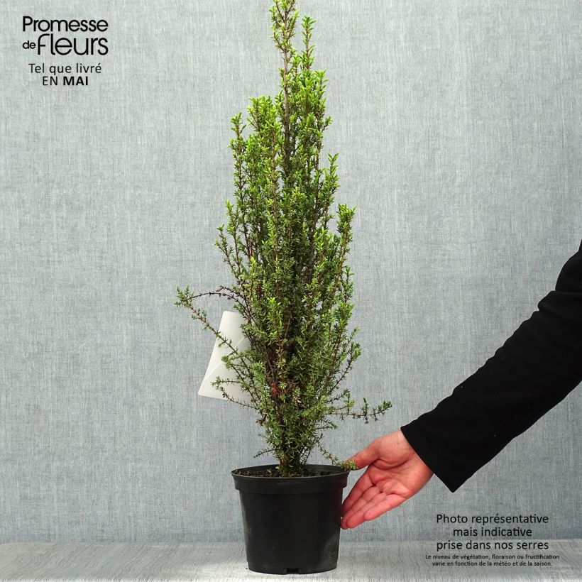 Spécimen de Genévrier commun - Juniperus communis Sentinel en pot de 2L/3L tel que livré au printemps
