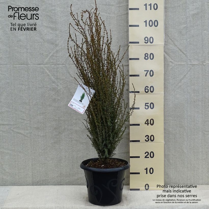 Spécimen de Genévrier commun - Juniperus communis Sentinel tel que livré en hiver