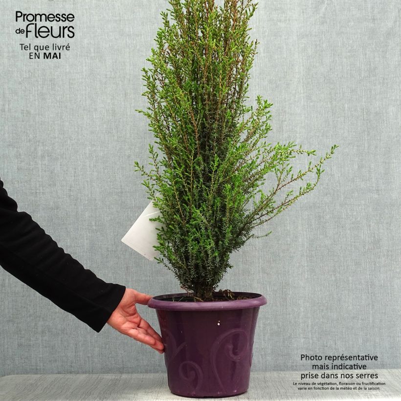 Spécimen de Genévrier commun - Juniperus communis Sentinel tel que livré au printemps
