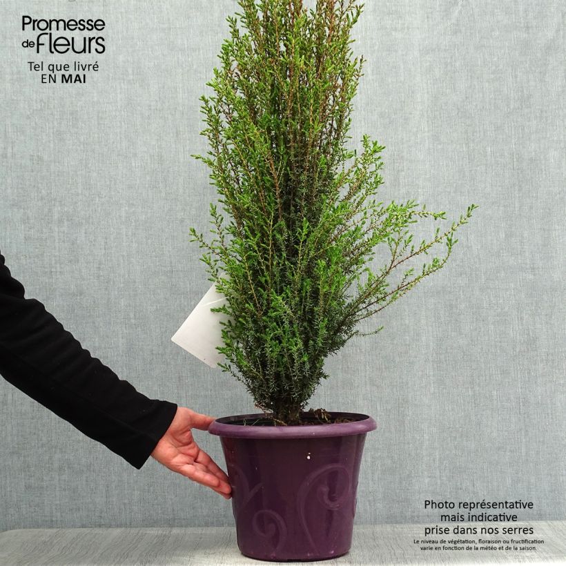 Spécimen de Genévrier commun - Juniperus communis Sentinel en pot de 7,5L/10L tel que livré au printemps