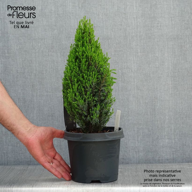 Spécimen de Genévrier commun nain - Juniperus communis Compressa en pot de 2L/3L tel que livré au printemps