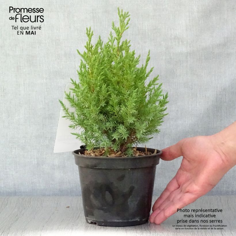 Spécimen de Genévrier de Chine - Juniperus chinensis Stricta en pot de 2L/3L tel que livré au printemps