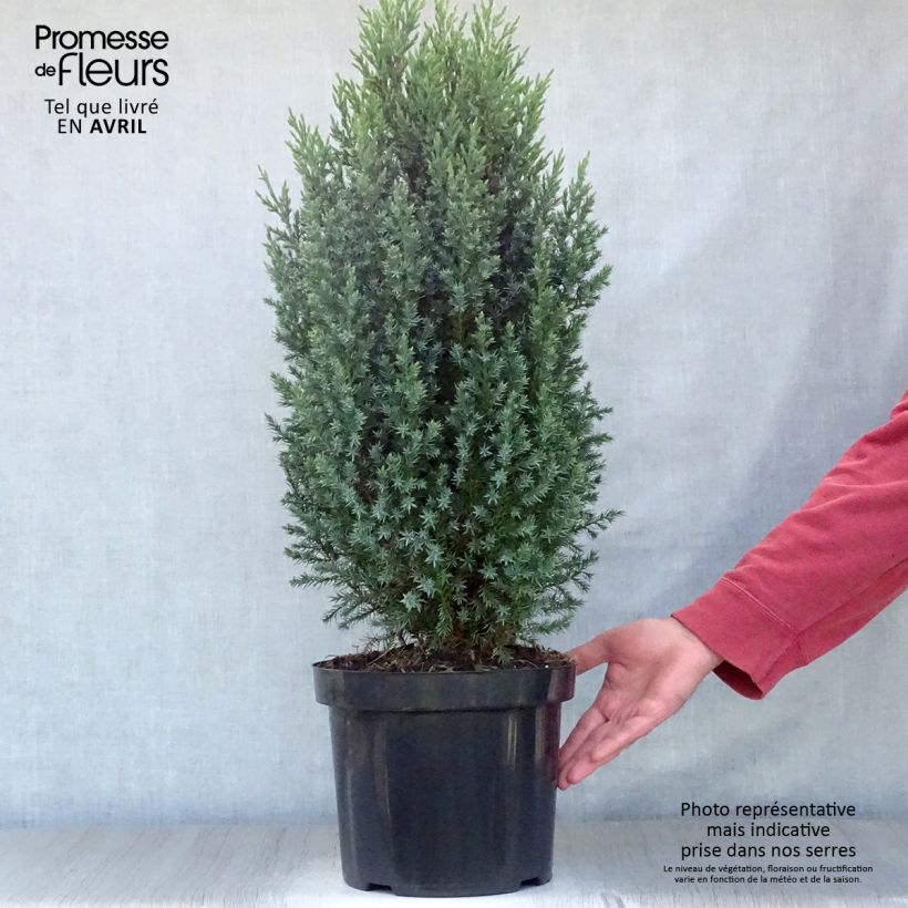 Spécimen de Genévrier de Chine - Juniperus chinensis Stricta en pot de 7,5L/10L tel que livré au printemps