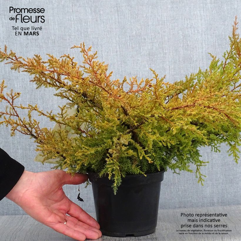 Spécimen de Genévrier de Pfitzer Compact - Juniperus pfitzeriana Compacta tel que livré en hiver