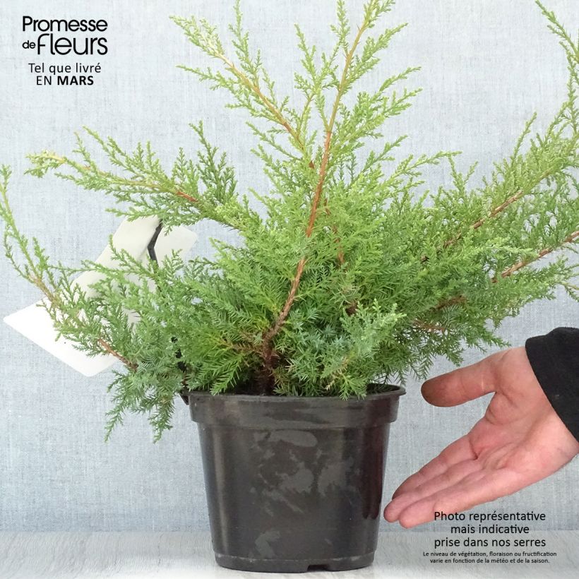 Spécimen de Genévrier de Pfitzer Compact - Juniperus pfitzeriana Compacta tel que livré au printemps