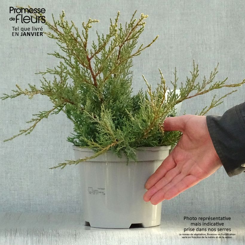 Spécimen de Genévrier de Pfitzer - Juniperus pfitzeriana Glauca tel que livré en hiver