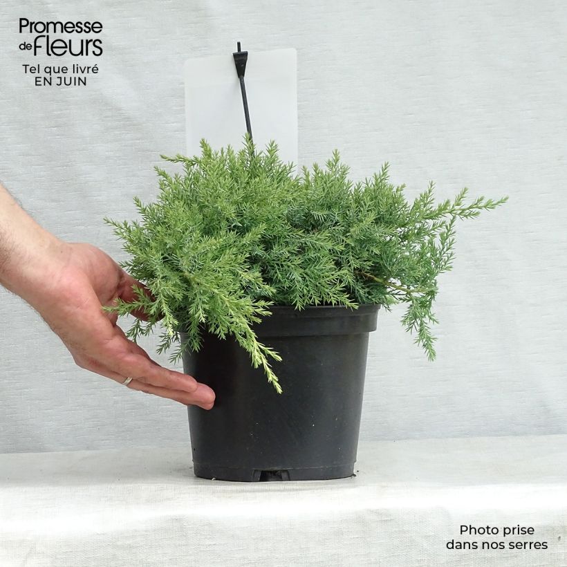 Spécimen de Genévrier de Pfitzer - Juniperus pfitzeriana Glauca Pot de 2L/3L tel que livré en été