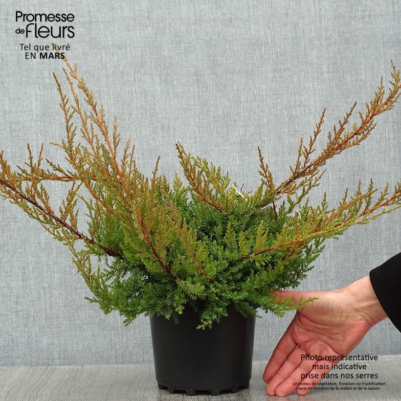 Spécimen de Genévrier de Pfitzer - Juniperus x media Pfitzeriana tel que livré en hiver