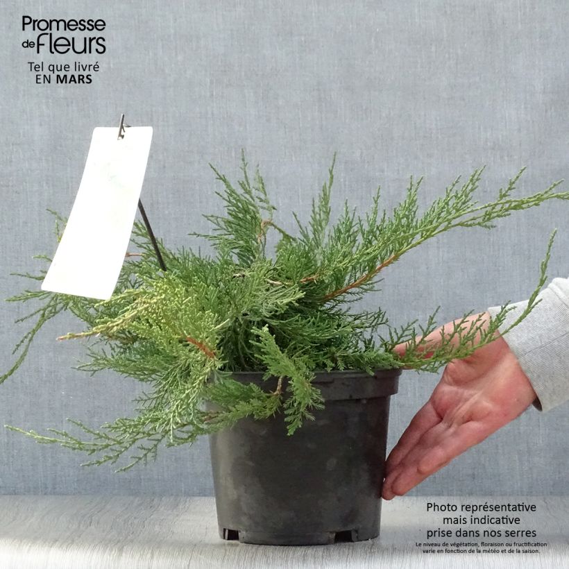 Spécimen de Genévrier de Pfitzer - Juniperus x media Pfitzeriana tel que livré au printemps