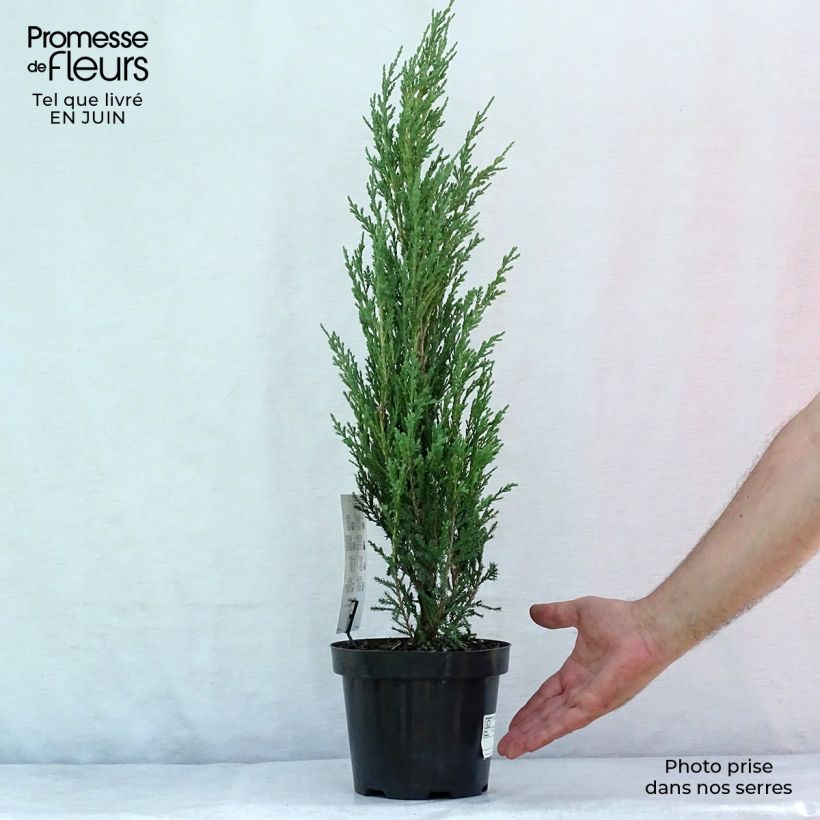 Spécimen de Genévrier de Virginie -Juniperus scopulorum Blue Arrow Pot de 2L/3L tel que livré en été