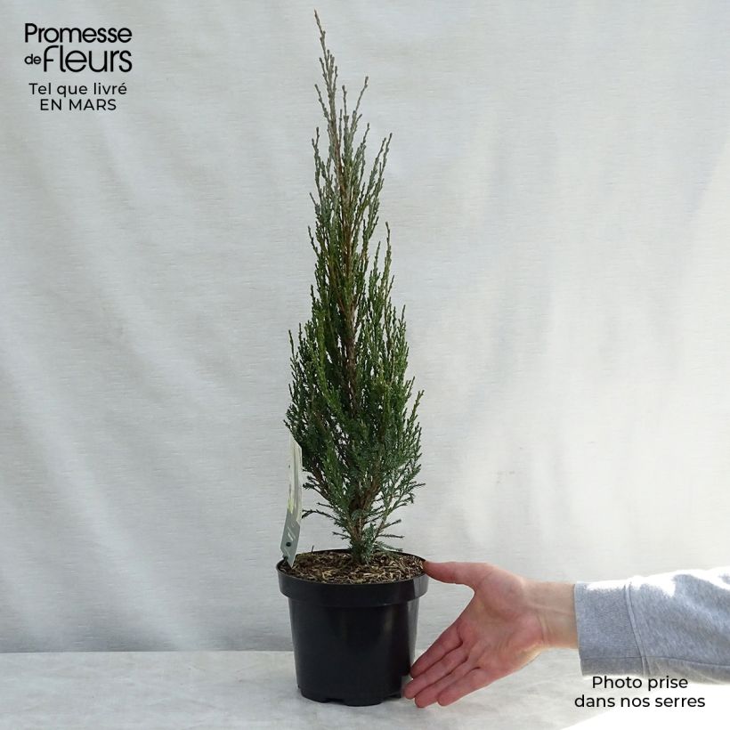Spécimen de Genévrier de Virginie -Juniperus scopulorum Blue Arrow Pot de 2L/3LHauteur livrée env. 60/80cm tel que livré au printemps