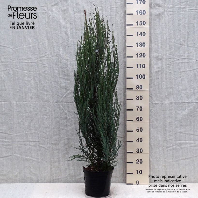 Spécimen de Genévrier de Virginie -Juniperus scopulorum Blue Arrow tel que livré en hiver