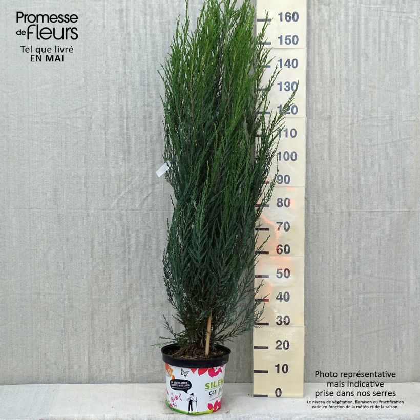 Spécimen de Genévrier de Virginie -Juniperus scopulorum Blue Arrow Pot de 6L/7LHauteur livrée env. 100/+cm tel que livré au printemps