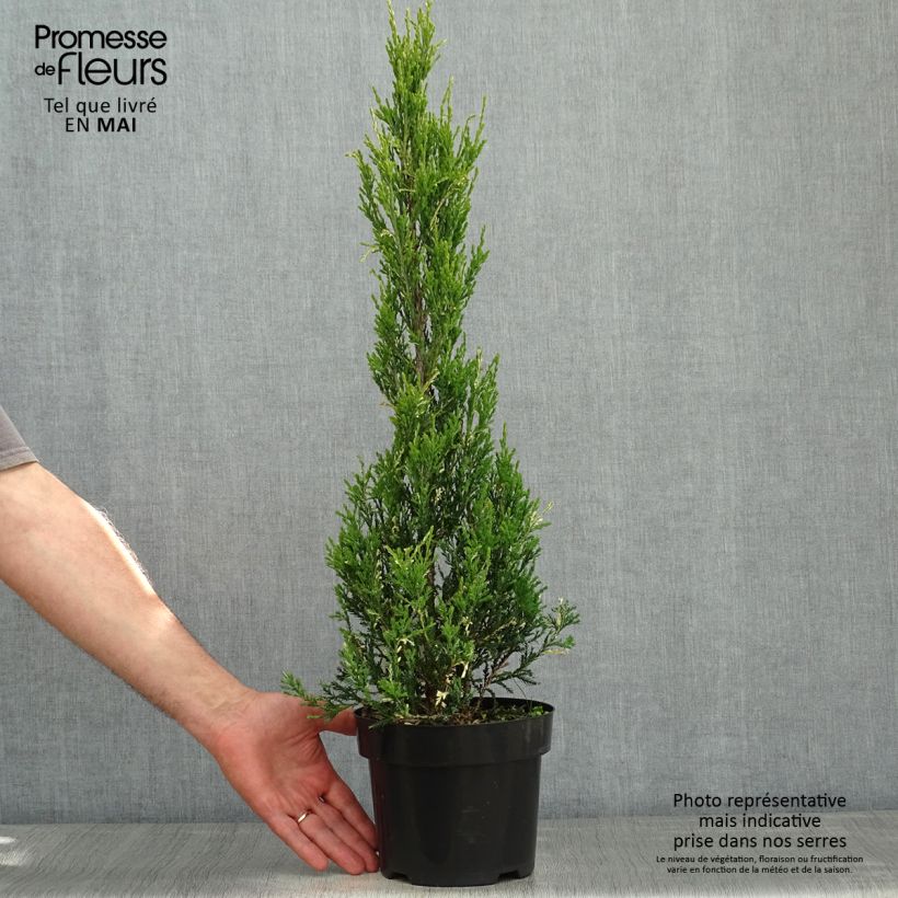 Spécimen de Genévrier de Virginie - Juniperus scopulorum Blue Ivory  Pot de 3L tel que livré au printemps