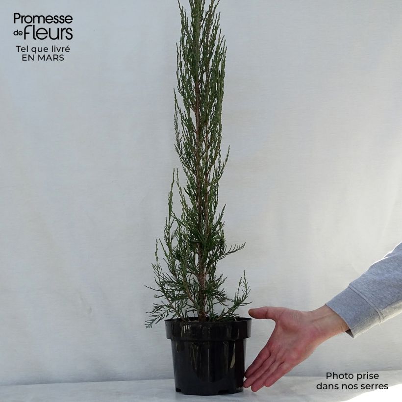 Spécimen de Genévrier de Virginie - Juniperus scopulorum Skyrocket tel que livré au printemps