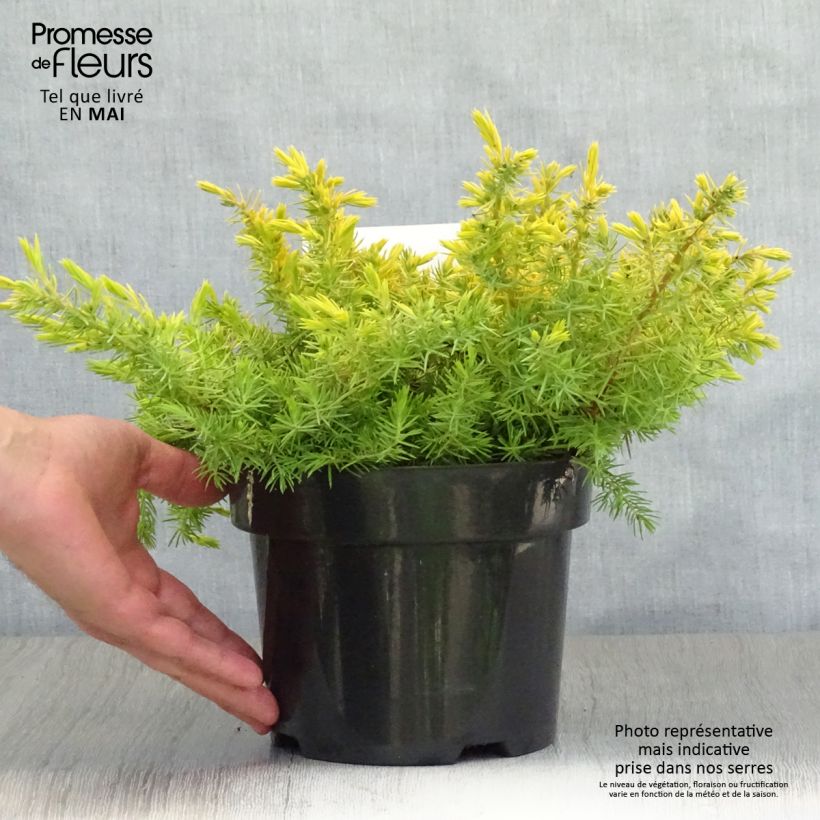 Spécimen de Genévrier des plages - Juniperus conferta All Gold 2L/3L tel que livré au printemps