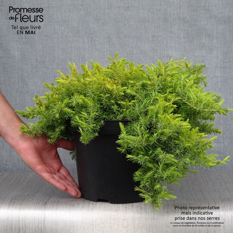 Spécimen de Genévrier des plages - Juniperus conferta All Gold en pot de 7,5L tel que livré au printemps