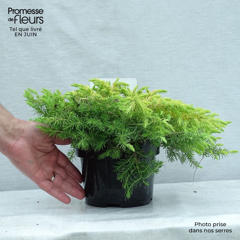 Spécimen de Genévrier des plages - Juniperus conferta All Gold Pot de 2L/3L tel que livré en été