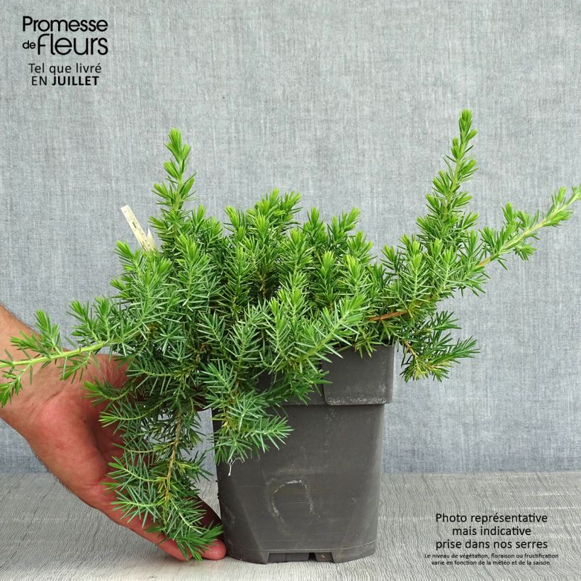 Spécimen de Genévrier des plages -  Juniperus conferta Blue Pacific Pot de 2L/3L tel que livré en été