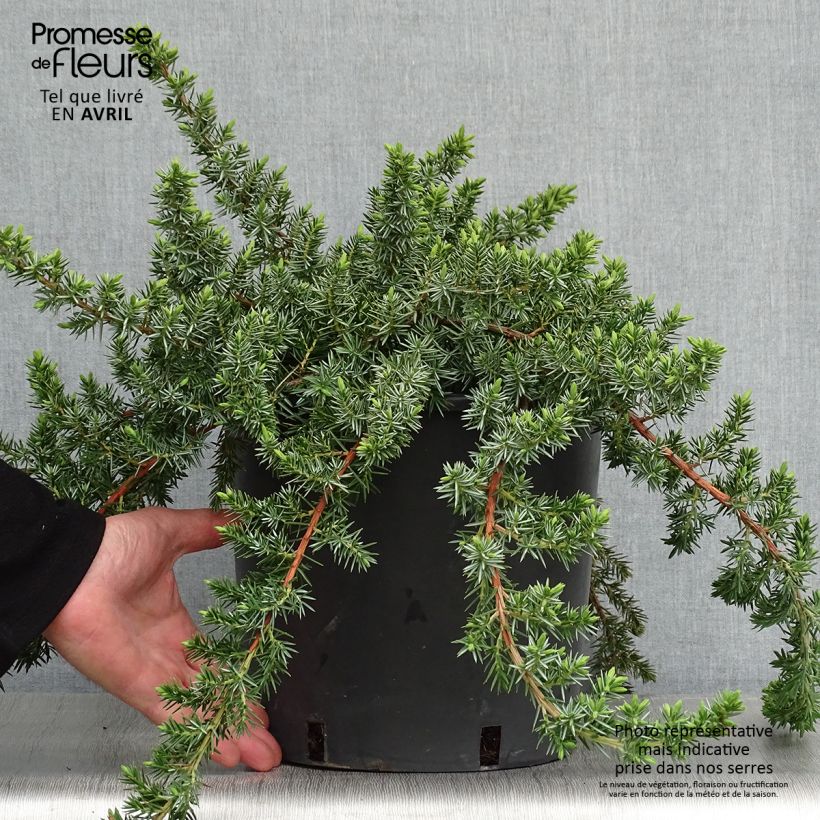 Spécimen de Genévrier des plages -  Juniperus conferta Blue Pacific Pot de 7,5L/10LHauteur livrée env. 50/60cm tel que livré au printemps