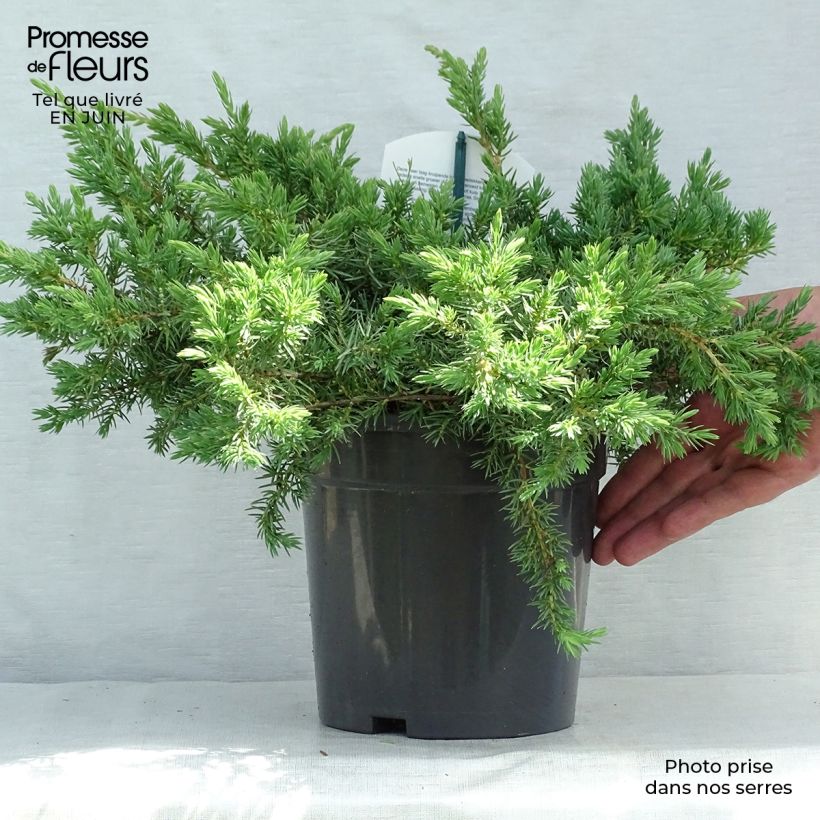 Spécimen de Genévrier des plages - Juniperus conferta Schlager  Pot de 2L/3L tel que livré en été