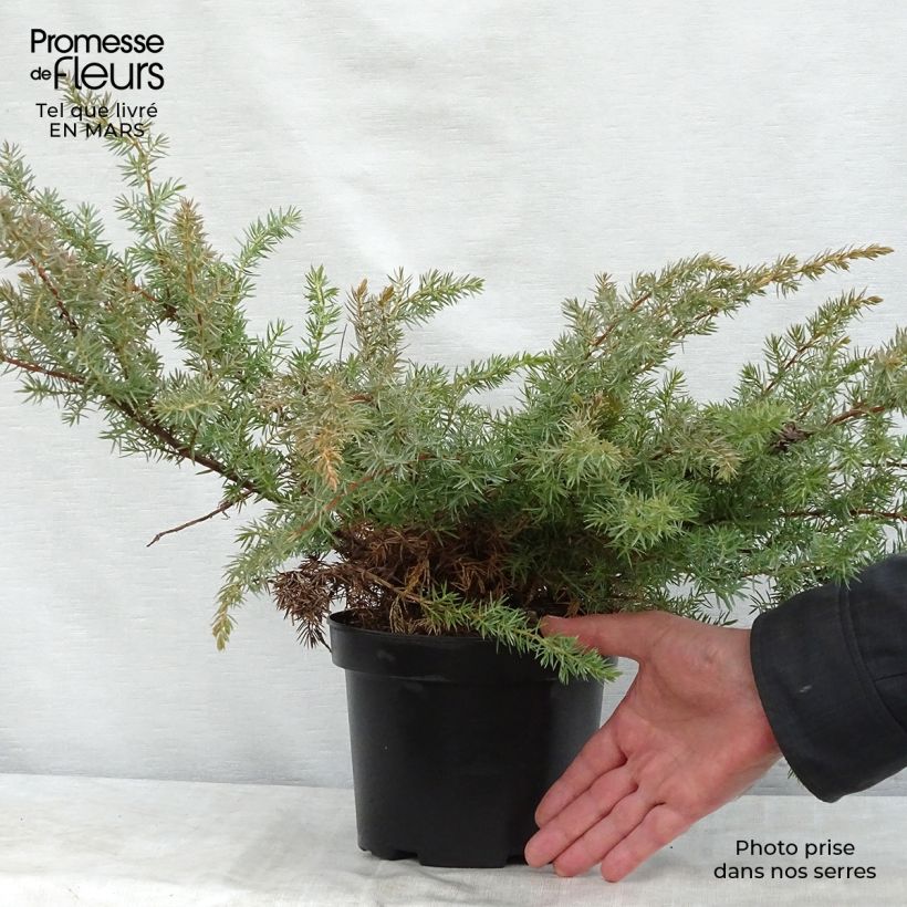 Spécimen de Genévrier des plages - Juniperus conferta Schlager en pot de 2/3L tel que livré au printemps