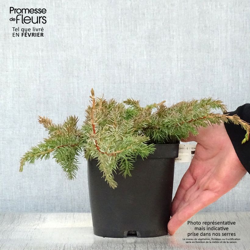 Spécimen de Genévrier des plages - Juniperus conferta Schlager  tel que livré en hiver