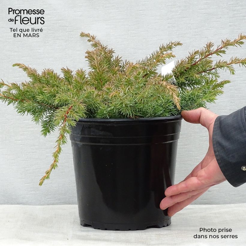 Spécimen de Genévrier des plages - Juniperus conferta Schlager en pot de 4L/5L tel que livré au printemps