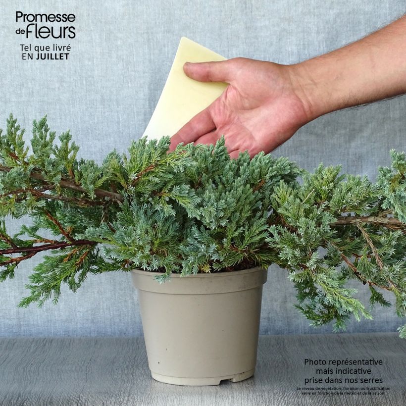 Spécimen de Genévrier écailleux - Juniperus squamata Blue Carpet Pot de 2L/3L tel que livré en été