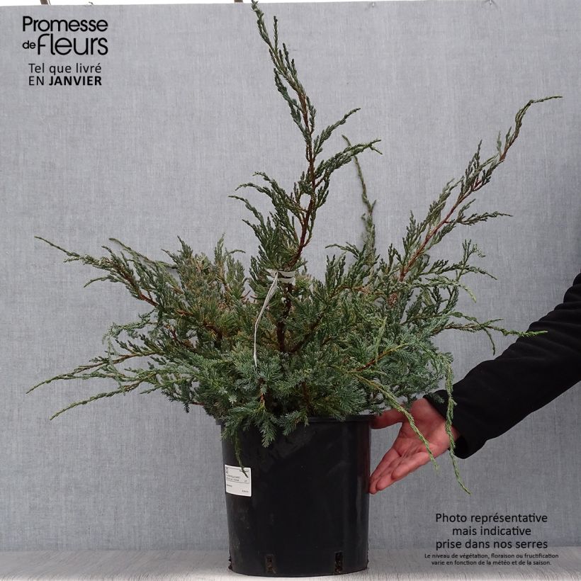 Spécimen de Genévrier écailleux - Juniperus squamata Blue Carpet tel que livré en hiver