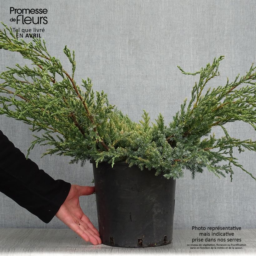 Spécimen de Genévrier écailleux - Juniperus squamata Blue Carpet tel que livré au printemps