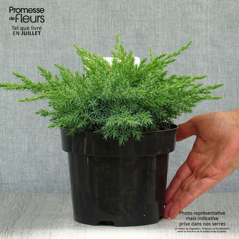 Spécimen de Genévrier écailleux - Juniperus squamata Blue Swede Pot de 2L/3L tel que livré en été