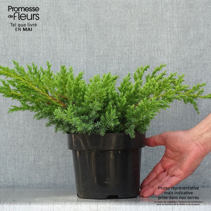 Spécimen de Genévrier écailleux - Juniperus squamata Blue Swede tel que livré au printemps